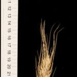 A spike of a type of wheat (Triticum aestivum). It has long glumes and grains, awns, and the spikelets at the bottom of the spike never develop fully. This specimen was collected in Portugal in the 1950s and its seeds were given to a "gene bank" for storage and preservation, where I got them from.