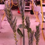 These are spikes from a single plant of wheat (Triticum aestivum) grown in our glasshouse. It has long glumes and grains, and it looks a bit twisted.