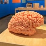 A plastic model of a human brain