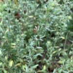 Close up of green plants showing clusters of small black seeds