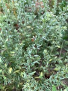 Close up for green plants showing clusters of small black seeds
