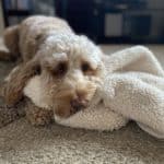 A cockapoo dog laid down on a blanket