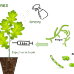 I study how and what we can apply "plant vaccines" to protect plant against diseases, drought, sanility, insect...