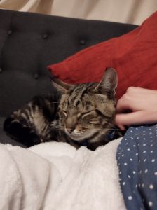 My cat Tibbs lying on the sofa, enjoying attention.