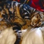 My cat Tibbs, asleep on the sofa.