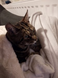 My cat Tibbs, asleep on a blanket.