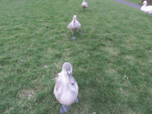Swans
