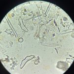 An image taken using a microscope lens of algae.