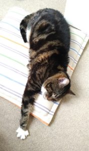 My cat